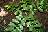  ( - BioBot00479)  @11 [ ] CreativeCommons - Attribution Non-Commercial Share-Alike (2010) Daniel H. Janzen Guanacaste Dry Forest Conservation Fund