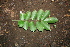  ( - BioBot00479)  @11 [ ] CreativeCommons - Attribution Non-Commercial Share-Alike (2010) Daniel H. Janzen Guanacaste Dry Forest Conservation Fund
