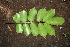  ( - BioBot00479)  @11 [ ] CreativeCommons - Attribution Non-Commercial Share-Alike (2010) Daniel H. Janzen Guanacaste Dry Forest Conservation Fund