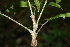  ( - BioBot00480)  @11 [ ] CreativeCommons - Attribution Non-Commercial Share-Alike (2010) Daniel H. Janzen Guanacaste Dry Forest Conservation Fund