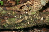  ( - BioBot00481)  @11 [ ] CreativeCommons - Attribution Non-Commercial Share-Alike (2010) Daniel H. Janzen Guanacaste Dry Forest Conservation Fund