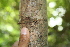  ( - BioBot00481)  @11 [ ] CreativeCommons - Attribution Non-Commercial Share-Alike (2010) Daniel H. Janzen Guanacaste Dry Forest Conservation Fund
