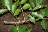  ( - BioBot00481)  @11 [ ] CreativeCommons - Attribution Non-Commercial Share-Alike (2010) Daniel H. Janzen Guanacaste Dry Forest Conservation Fund