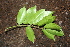  ( - BioBot00481)  @11 [ ] CreativeCommons - Attribution Non-Commercial Share-Alike (2010) Daniel H. Janzen Guanacaste Dry Forest Conservation Fund