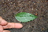  ( - BioBot00494)  @11 [ ] CreativeCommons - Attribution Non-Commercial Share-Alike (2010) Daniel H. Janzen Guanacaste Dry Forest Conservation Fund