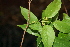  ( - BioBot00495)  @11 [ ] CreativeCommons - Attribution Non-Commercial Share-Alike (2010) Daniel H. Janzen Guanacaste Dry Forest Conservation Fund