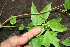  ( - BioBot00495)  @11 [ ] CreativeCommons - Attribution Non-Commercial Share-Alike (2010) Daniel H. Janzen Guanacaste Dry Forest Conservation Fund