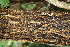  ( - BioBot00497)  @11 [ ] CreativeCommons - Attribution Non-Commercial Share-Alike (2010) Daniel H. Janzen Guanacaste Dry Forest Conservation Fund