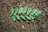 ( - BioBot00497)  @11 [ ] CreativeCommons - Attribution Non-Commercial Share-Alike (2010) Daniel H. Janzen Guanacaste Dry Forest Conservation Fund