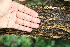  ( - BioBot00497)  @11 [ ] CreativeCommons - Attribution Non-Commercial Share-Alike (2010) Daniel H. Janzen Guanacaste Dry Forest Conservation Fund
