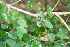  ( - BioBot00497)  @11 [ ] CreativeCommons - Attribution Non-Commercial Share-Alike (2010) Daniel H. Janzen Guanacaste Dry Forest Conservation Fund