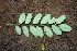  ( - BioBot00497)  @11 [ ] CreativeCommons - Attribution Non-Commercial Share-Alike (2010) Daniel H. Janzen Guanacaste Dry Forest Conservation Fund