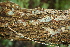  ( - BioBot00498)  @11 [ ] CreativeCommons - Attribution Non-Commercial Share-Alike (2010) Daniel H. Janzen Guanacaste Dry Forest Conservation Fund