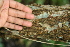  ( - BioBot00498)  @11 [ ] CreativeCommons - Attribution Non-Commercial Share-Alike (2010) Daniel H. Janzen Guanacaste Dry Forest Conservation Fund