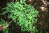  ( - BioBot00498)  @11 [ ] CreativeCommons - Attribution Non-Commercial Share-Alike (2010) Daniel H. Janzen Guanacaste Dry Forest Conservation Fund