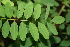  ( - BioBot00498)  @11 [ ] CreativeCommons - Attribution Non-Commercial Share-Alike (2010) Daniel H. Janzen Guanacaste Dry Forest Conservation Fund