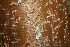  (Bursera permollis - BioBot00505)  @11 [ ] CreativeCommons - Attribution Non-Commercial Share-Alike (2010) Daniel H. Janzen Guanacaste Dry Forest Conservation Fund