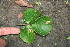  ( - BioBot00505)  @11 [ ] CreativeCommons - Attribution Non-Commercial Share-Alike (2010) Daniel H. Janzen Guanacaste Dry Forest Conservation Fund