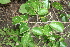  ( - BioBot00505)  @11 [ ] CreativeCommons - Attribution Non-Commercial Share-Alike (2010) Daniel H. Janzen Guanacaste Dry Forest Conservation Fund