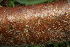  ( - BioBot00506)  @11 [ ] CreativeCommons - Attribution Non-Commercial Share-Alike (2010) Daniel H. Janzen Guanacaste Dry Forest Conservation Fund