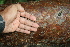  ( - BioBot00506)  @11 [ ] CreativeCommons - Attribution Non-Commercial Share-Alike (2010) Daniel H. Janzen Guanacaste Dry Forest Conservation Fund