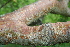  ( - BioBot00506)  @11 [ ] CreativeCommons - Attribution Non-Commercial Share-Alike (2010) Daniel H. Janzen Guanacaste Dry Forest Conservation Fund