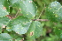  ( - BioBot00506)  @11 [ ] CreativeCommons - Attribution Non-Commercial Share-Alike (2010) Daniel H. Janzen Guanacaste Dry Forest Conservation Fund