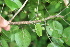  ( - BioBot00506)  @11 [ ] CreativeCommons - Attribution Non-Commercial Share-Alike (2010) Daniel H. Janzen Guanacaste Dry Forest Conservation Fund