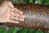  ( - BioBot00507)  @11 [ ] CreativeCommons - Attribution Non-Commercial Share-Alike (2010) Daniel H. Janzen Guanacaste Dry Forest Conservation Fund