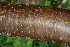 ( - BioBot00507)  @11 [ ] CreativeCommons - Attribution Non-Commercial Share-Alike (2010) Daniel H. Janzen Guanacaste Dry Forest Conservation Fund