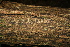  ( - BioBot00508)  @11 [ ] CreativeCommons - Attribution Non-Commercial Share-Alike (2010) Daniel H. Janzen Guanacaste Dry Forest Conservation Fund