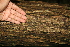  ( - BioBot00508)  @11 [ ] CreativeCommons - Attribution Non-Commercial Share-Alike (2010) Daniel H. Janzen Guanacaste Dry Forest Conservation Fund