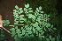  ( - BioBot00508)  @11 [ ] CreativeCommons - Attribution Non-Commercial Share-Alike (2010) Daniel H. Janzen Guanacaste Dry Forest Conservation Fund