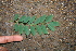  ( - BioBot00508)  @11 [ ] CreativeCommons - Attribution Non-Commercial Share-Alike (2010) Daniel H. Janzen Guanacaste Dry Forest Conservation Fund