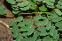  ( - BioBot00508)  @11 [ ] CreativeCommons - Attribution Non-Commercial Share-Alike (2010) Daniel H. Janzen Guanacaste Dry Forest Conservation Fund