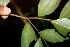  ( - BioBot00519)  @11 [ ] CreativeCommons - Attribution Non-Commercial Share-Alike (2010) Daniel H. Janzen Guanacaste Dry Forest Conservation Fund