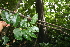  ( - BioBot00524)  @11 [ ] CreativeCommons - Attribution Non-Commercial Share-Alike (2010) Daniel H. Janzen Guanacaste Dry Forest Conservation Fund