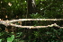  ( - BioBot00524)  @11 [ ] CreativeCommons - Attribution Non-Commercial Share-Alike (2010) Daniel H. Janzen Guanacaste Dry Forest Conservation Fund