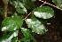  ( - BioBot00524)  @11 [ ] CreativeCommons - Attribution Non-Commercial Share-Alike (2010) Daniel H. Janzen Guanacaste Dry Forest Conservation Fund