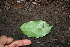  ( - BioBot00524)  @11 [ ] CreativeCommons - Attribution Non-Commercial Share-Alike (2010) Daniel H. Janzen Guanacaste Dry Forest Conservation Fund
