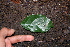  (Hippocratea volubilis - BioBot00524)  @11 [ ] CreativeCommons - Attribution Non-Commercial Share-Alike (2010) Daniel H. Janzen Guanacaste Dry Forest Conservation Fund