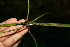  ( - BioBot00524)  @11 [ ] CreativeCommons - Attribution Non-Commercial Share-Alike (2010) Daniel H. Janzen Guanacaste Dry Forest Conservation Fund