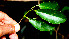  ( - BioBot00525)  @11 [ ] CreativeCommons - Attribution Non-Commercial Share-Alike (2010) Daniel H. Janzen Guanacaste Dry Forest Conservation Fund