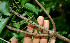  ( - BioBot00525)  @11 [ ] CreativeCommons - Attribution Non-Commercial Share-Alike (2010) Daniel H. Janzen Guanacaste Dry Forest Conservation Fund