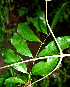  ( - BioBot00526)  @11 [ ] CreativeCommons - Attribution Non-Commercial Share-Alike (2010) Daniel H. Janzen Guanacaste Dry Forest Conservation Fund