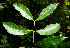  ( - BioBot00526)  @11 [ ] CreativeCommons - Attribution Non-Commercial Share-Alike (2010) Daniel H. Janzen Guanacaste Dry Forest Conservation Fund