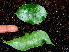  ( - BioBot00526)  @11 [ ] CreativeCommons - Attribution Non-Commercial Share-Alike (2010) Daniel H. Janzen Guanacaste Dry Forest Conservation Fund