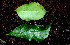  ( - BioBot00526)  @11 [ ] CreativeCommons - Attribution Non-Commercial Share-Alike (2010) Daniel H. Janzen Guanacaste Dry Forest Conservation Fund