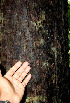  ( - BioBot00535)  @11 [ ] CreativeCommons - Attribution Non-Commercial Share-Alike (2010) Daniel H. Janzen Guanacaste Dry Forest Conservation Fund