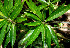  ( - BioBot00535)  @11 [ ] CreativeCommons - Attribution Non-Commercial Share-Alike (2010) Daniel H. Janzen Guanacaste Dry Forest Conservation Fund